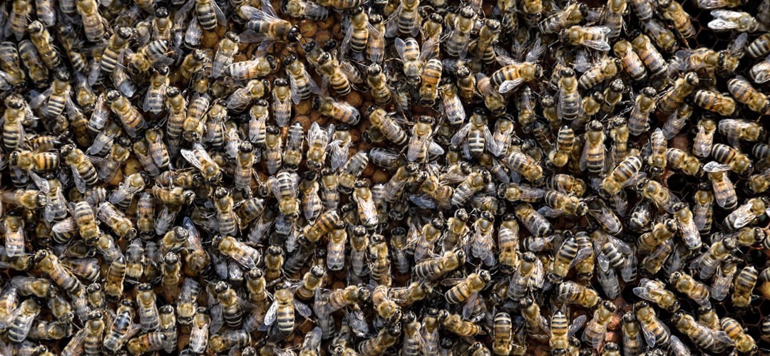 Noyau d'abeille avec reine