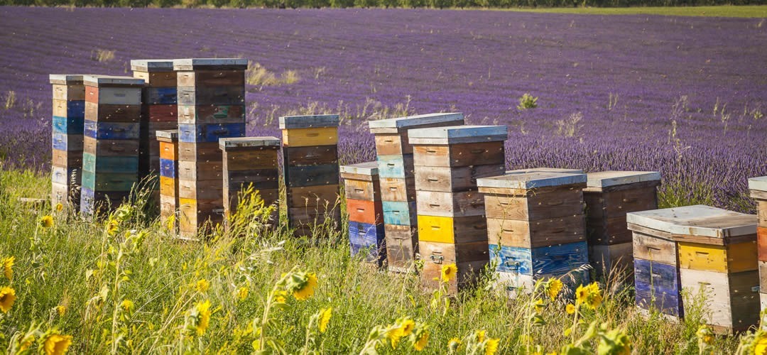 Arnie per api a cubo e  con portichetto prodotte in Italia