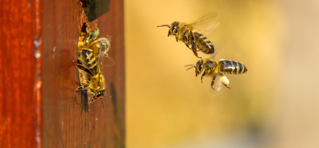 Beekeeping Treatments I Varroa Control and Bee Health