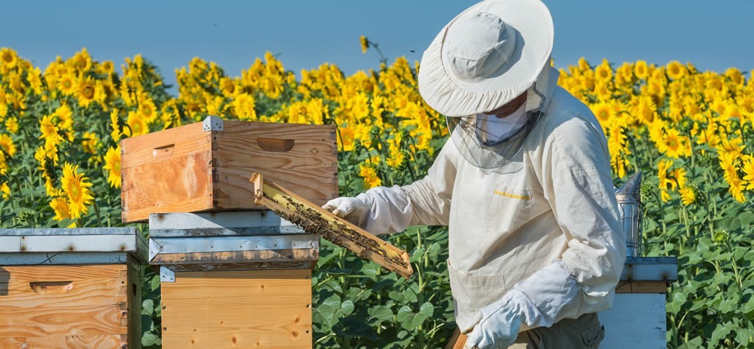Vaste choix de vêtements d'apiculture disponibles en ligne à prix réduits.
