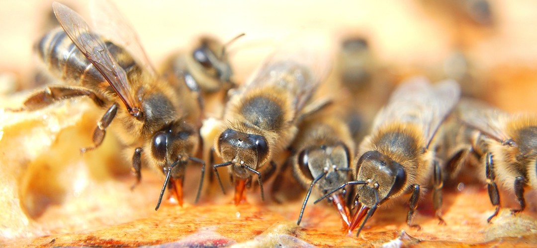 Un candito per api davvero vantaggioso APIPASTA, APICANDY,APIHERBCANDY